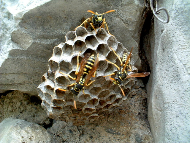 Polistes gallicus